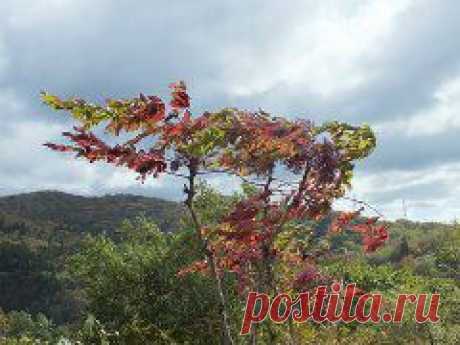 Одноклассники