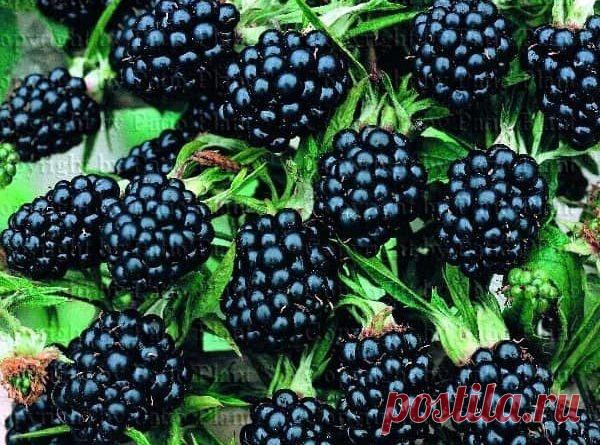 Как получить хороший урожай ежевики