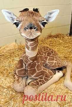 ♥ УТИБОЗЕМОЙ ...жираф , 2 дня как родился
