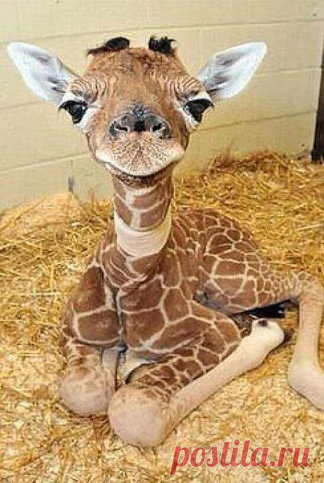 ♥ УТИБОЗЕМОЙ ...жираф , 2 дня как родился