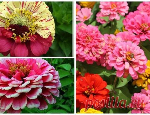 Циния выращивание и уход — Кладовочка идей