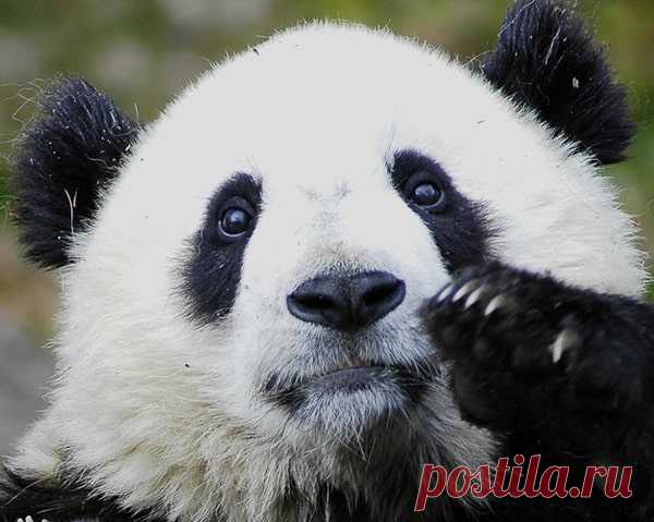 40 милых и очаровательных фотографий панды
