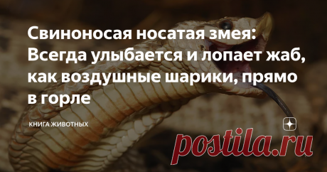 Свиноносая носатая змея: Всегда улыбается и лопает жаб, как воздушные шарики, прямо в горле Одна из самых сложных вещей в жизни — сохранять оптимизм. Но свиноносая носатая змея справляется. Она находится почти на самом дне пищевой цепи и отчаянно сражается за каждый день, но её чешуйчатый носик всегда поднят вверх, а с мордашки не сходит улыбка! Живёт позитивная рептилия в малопривлекательных районах. Её вотчина — прерии, полупустыни и каменистые предгорья почти по всей Се...