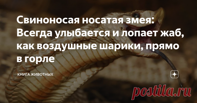 Свиноносая носатая змея: Всегда улыбается и лопает жаб, как воздушные шарики, прямо в горле Одна из самых сложных вещей в жизни — сохранять оптимизм. Но свиноносая носатая змея справляется. Она находится почти на самом дне пищевой цепи и отчаянно сражается за каждый день, но её чешуйчатый носик всегда поднят вверх, а с мордашки не сходит улыбка! Живёт позитивная рептилия в малопривлекательных районах. Её вотчина — прерии, полупустыни и каменистые предгорья почти по всей Се...