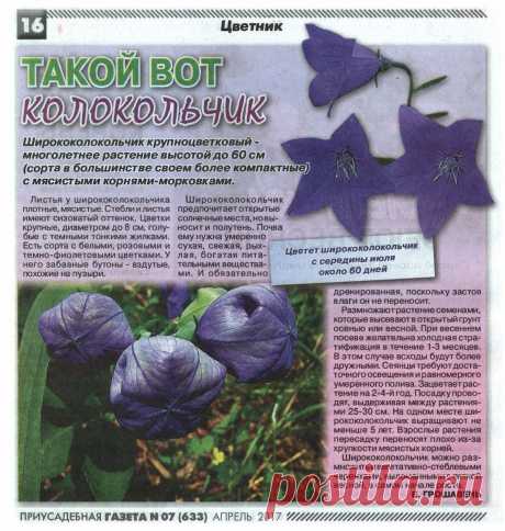 Ширококолокольчик крупноцветковый