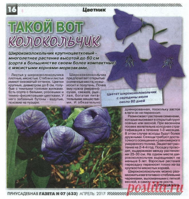 Ширококолокольчик крупноцветковый