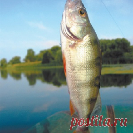 Кому в жару хорошо - МирТесен