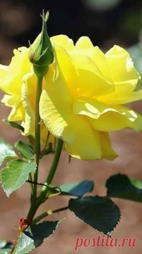 i (540×960)