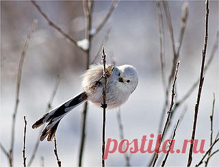Long-tailed tit | Flickr - Photo Sharing!