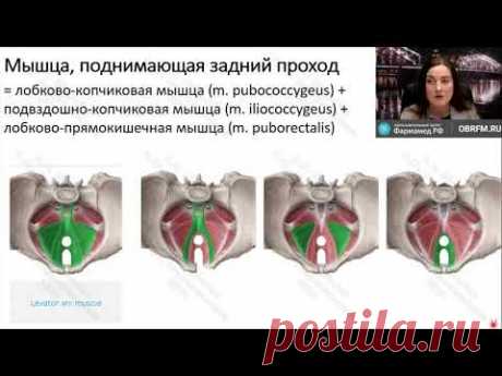 Онлайн-семинар: Тренировка мышц тазового дна (упражнения Кегеля и очень многое другое)