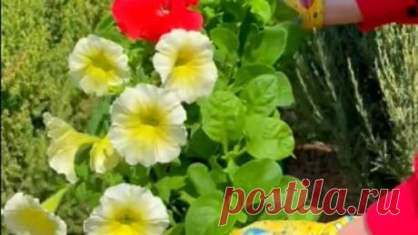 Сажаем ПЕТУНИЮ🌺 Хочешь красивые вершки? Покорми корешки!