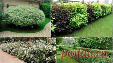 Быстрорастущий кустарник для изгороди - Сад и огород