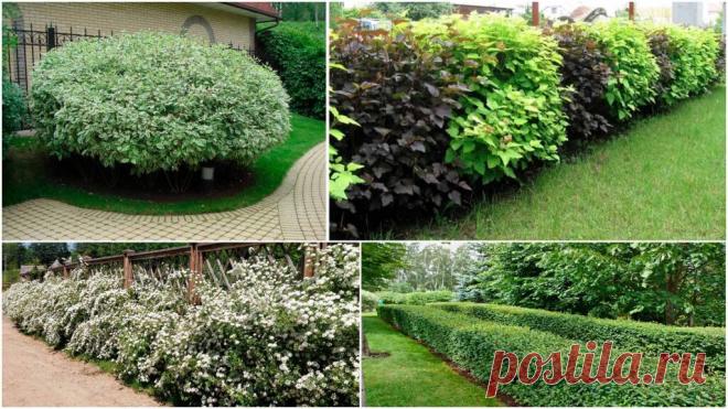 Быстрорастущий кустарник для изгороди - Сад и огород
