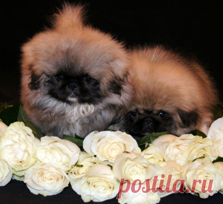 питомник WILFREDO мои щенки на продажу.Мальчик 30.04.2013г.р. Помощь в доставке.т.89086105885