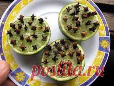 ❀ Салаты на каждый день. Рецепты с углём. Диета по Зодиаку. Средства от комаров. Целитель-лук. Огурцы всё лето // Кусочек Постилы к чаю! - Почта Mail.Ru