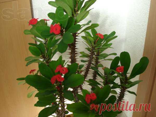 Молочай Миля (Euphorbia milii) - Поиск в Google