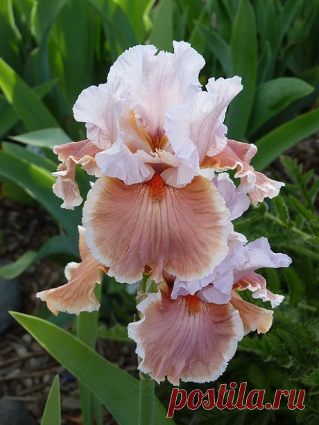 magharee  |  Pinterest: инструмент для поиска и хранения интересных идей