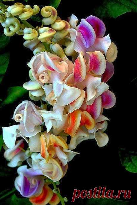 Corkscrew Vine | Others beautiful Flowers!