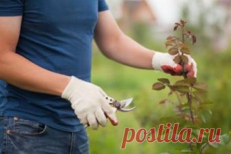 Обрезка роз после цветения – подробная инструкция для начинающих