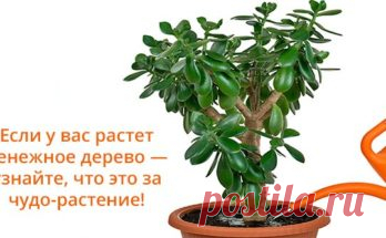 3 народных средства от отеков ног! - Полезные советы