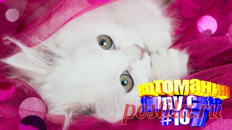 Вам нравится смотреть смешные видео про кошек? Тогда мы уверены, Вам понравится наше видео 😍. Также на котомании Вас ждут: видео кот,видео кота,видео коте,видео котов,видео кошек,видео кошка,видео кошки,видео о котах, видео о кошках, видео смешные котиков, говорящие коты видео, коты видео, кошка видео приколы, прикол видео кошек, приколы котов, прикольные коты, с котами, смешно про кошек, смешной кот, смешные кошки видео