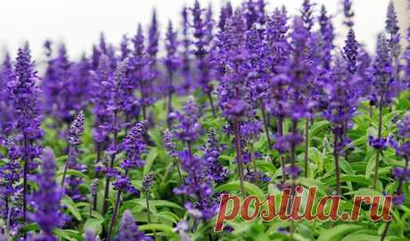 Природные антисептики