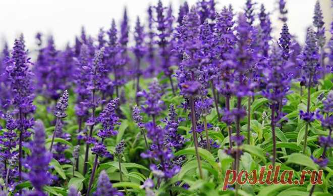 Природные антисептики