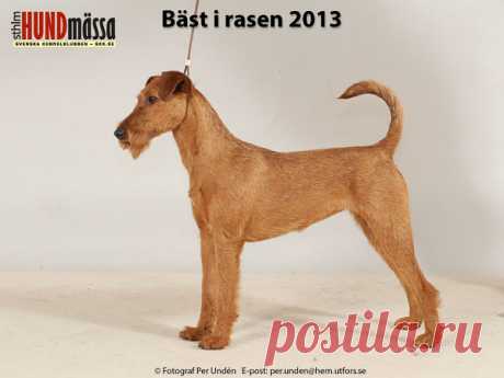 IRLÄNDSK TERRIER Domare: VAN DEN BERG HANS, HOLLAND  RED WIRE MISS MONEYPENNY Ägare: SKÖLD BIRGITTA, LÖBERÖD Uppfödare: SKÖLD BIRGITTA, SKÖLD ARNE, LÖBERÖD