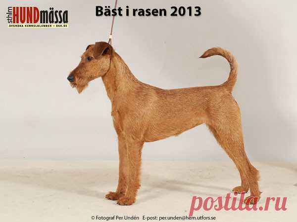IRLÄNDSK TERRIER Domare: VAN DEN BERG HANS, HOLLAND  RED WIRE MISS MONEYPENNY Ägare: SKÖLD BIRGITTA, LÖBERÖD Uppfödare: SKÖLD BIRGITTA, SKÖLD ARNE, LÖBERÖD