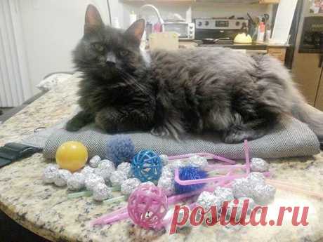 18 котов-воришек, вместе со своими сокровищами / Питомцы