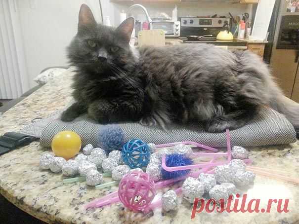 18 котов-воришек, вместе со своими сокровищами / Питомцы