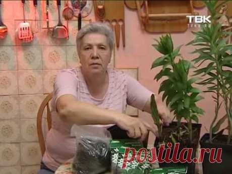 Советы тети Тани Ацидантера