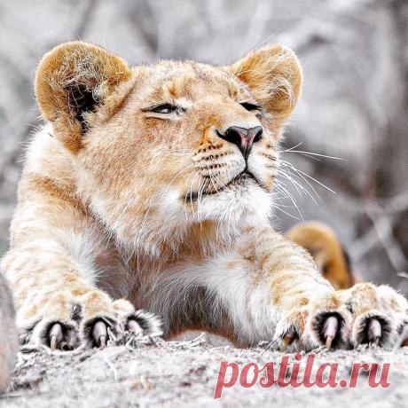 Смешная дикая природа