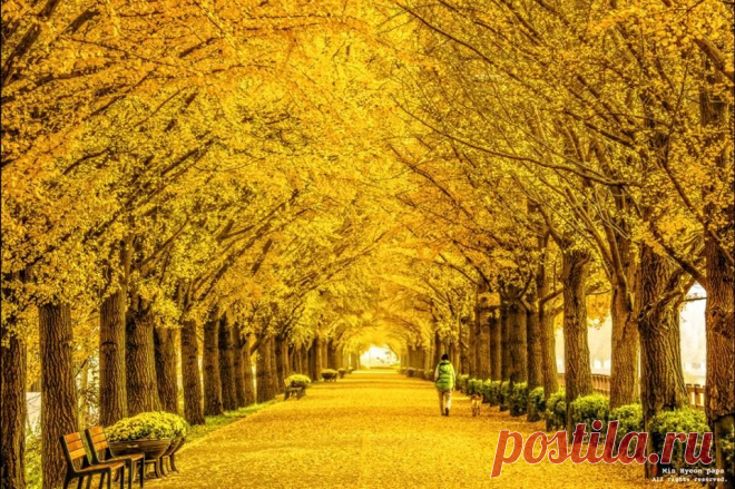 Golden road by Min Hyeon papa via amy chang    Xue Di