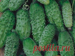 Самые маленькие огурцы:в баночку из-под майонеза умещается до 120 плодов.