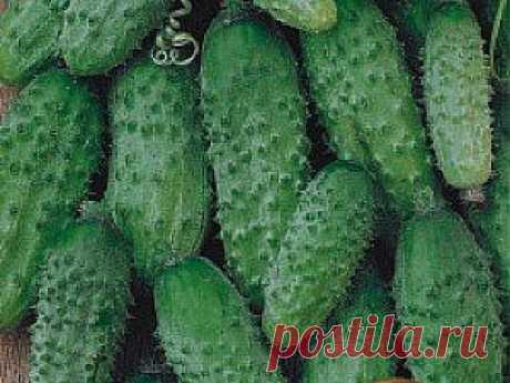 Самые маленькие огурцы:в баночку из-под майонеза умещается до 120 плодов.