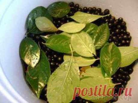 Напиток из черноплодной рябины на зиму