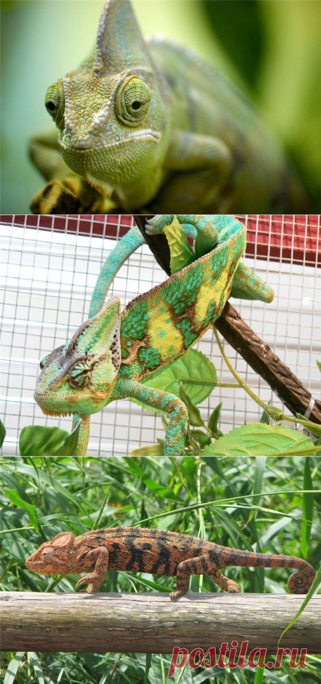 ВНИМАНИЕ!ХАМЕЛЕОН....