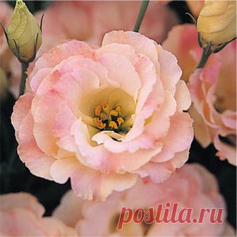 Эустома крупноцветковая ARENA F1 III Champagne - 5 шт.