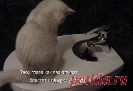 Ах, эти глазки! | Позитив