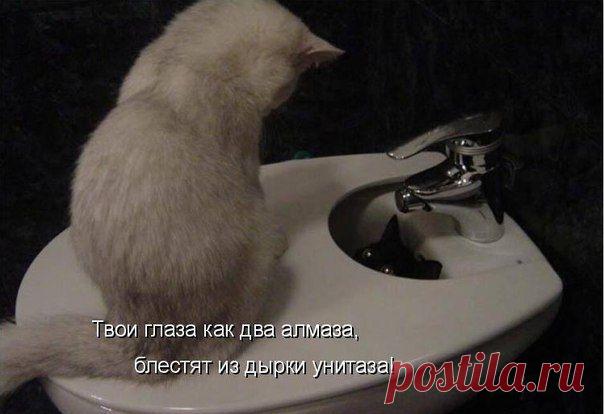 Ах, эти глазки! | Позитив