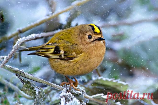 ЖЕЛТОГОЛОВЫЙ КОРОЛЕК:Спустя час голода эта птичка погибает от истощения. Сложности выживания самой маленькой птицы Европы