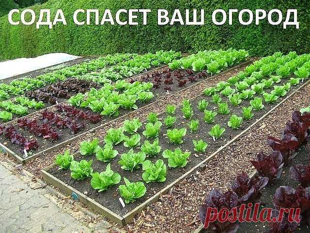 Сода спасёт ваш огород. 

Сода – один из помощников дачника, которую можно без проблем приобрести в любом продуктовом магазине. Сфера применения ее столь широка, что без сомнений, этот продукт необходимо обязательно включить в список товаров первой необходимости в начале дачного сезона, и даже раньше! Дело в том, что без обычной пищевой соды вообще сложно представить себе современный огород, поскольку она может помочь практически в любой ситуации. 

Так, например, если вы ...