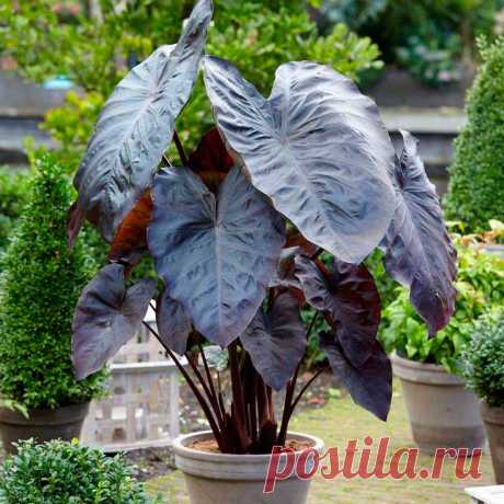 Комнатное растение Колоказия (Colocasia). Колоказия - бесстебельное клубневое растение, выращиваемое, как правило, ради крупных сердцевидных или стреловидных листьев на длинных черешках. Родина этих растений - Юго-Восточная Азия. Колоказии считаются близкими родственниками алоказий и порой в справочниках по декоративным растениям отдельно от них не обсуждаются.