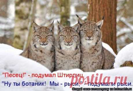 Мысли вслух (котоматрица)