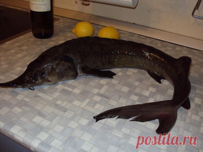 НЕОБЫЧНЫЕ РЫБНЫЕ КОТЛЕТЫ 