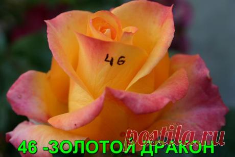 ФЛОРИБУНДА