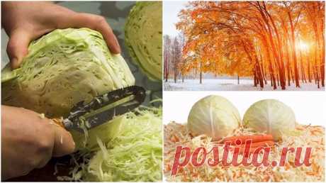 Секреты и хитрости вкусной квашеной капусты