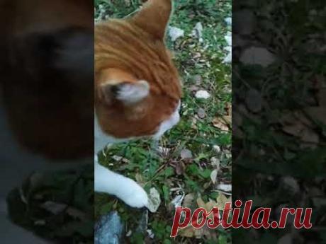 #кошка Бетти на прогулке 😉