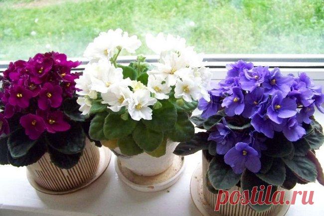 Домашние комнатные цветущие цветы